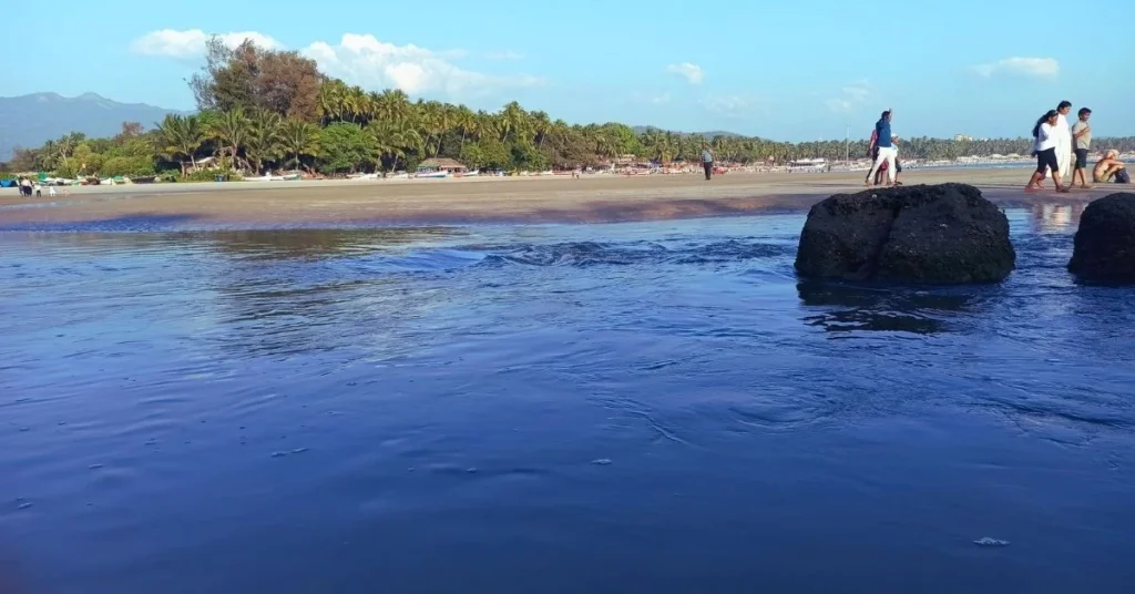 3. Galgibaga Beach A Safe Haven For Turtles 1024x536