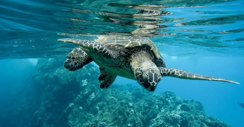 3. Witness Olive Ridley Sea Turtles 1024x536